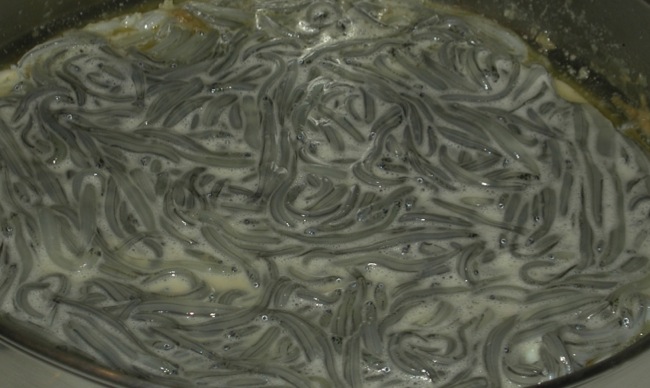 whitebait extinction
